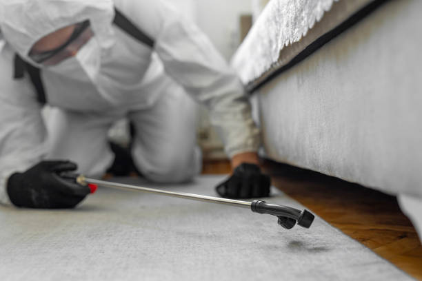 Professional Bed Bug Control technician working in Grant City, MO